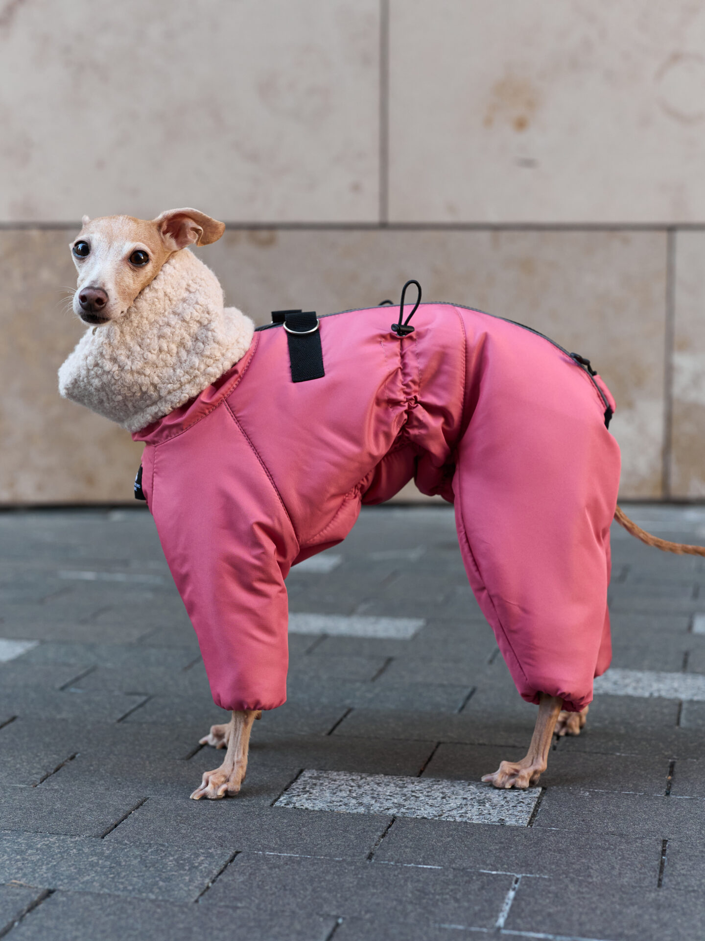 Зимний комбинезон Reef pink для Левретки